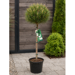 Borovica čierna (Pinus nigra) ´SUMMER BREEZE´ - výška 110-130 cm, kont. C4L  – NA KMIENKU